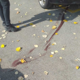 PSG zahteva hitnu reakciju nadležnih nakon masakra uličnih pasa u Smederevskoj Palanci